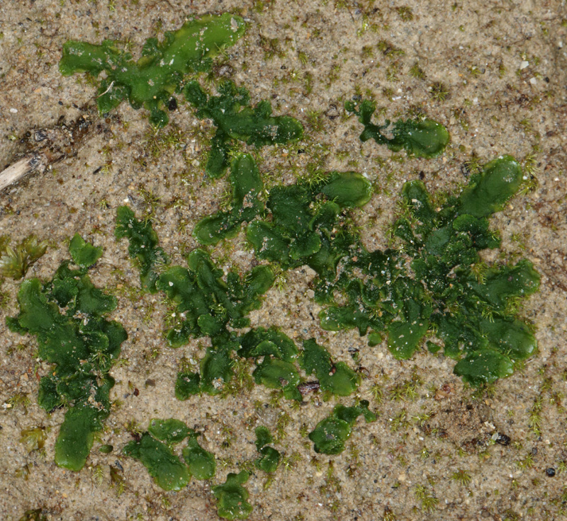 Aneura pinguis